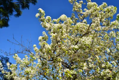 DSC_7210 (Large).JPG